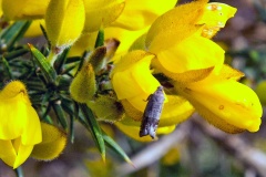 Gorse Pod Moth [Cydia succedana]