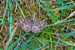 Common Heath [Ematurga atomaria]