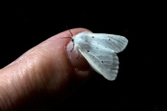 Muslin Moth [Diaphora mendica]