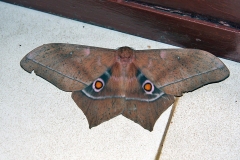 Diverse Emperor [Imbrasia epimethea]