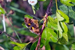 Small Yellow Underwing [Panemeria tenebrata]