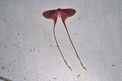 Pink Silk Moth [Eudaemonia argus]