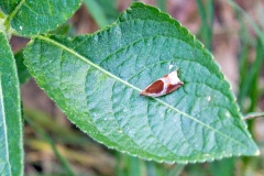 Buckthorn Roller [Ancylis unculana]