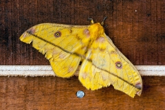 Yellow Emperor [Nudaurelia dione]
