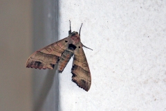 Rose Hawk Sphinx Moth [Rufoclanis rosea]