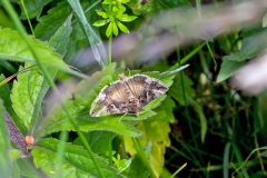 Silver Y [Autographa gamma]