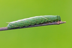 Death's-head Hawk-moth [Acherontia atropos]