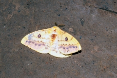 Cat's Eyed Emperor [Aurivillius aratus]