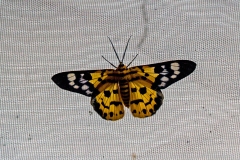 False Tiger Moth [Dysphania militaris]