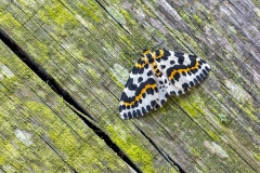 Magpie Moth [Abraxas glossulariata]