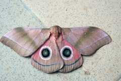 Pink Giant African Emperor Moth [Gonimbrasia hecate]