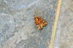 Ear Moth [Amphipoea oculea]