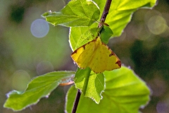 Brimstone Moth [Opisthograptis luteolata]