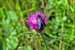 Six-spot Burnet [Zygaena filipendulae]