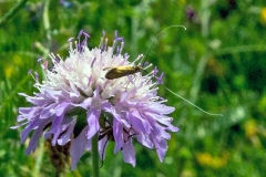 LEPIDOPTERA