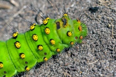 Small Emperor Moth [Saturnia pavonia]