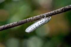 Spindle Ermine [Yponomeuta cagnagella]