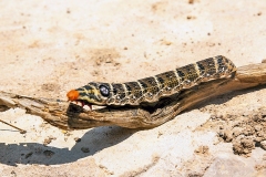 Large Striped Hawk-moth [Hippotion osiris]