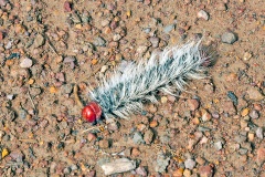 saturniid moth [Micragone cana ?]