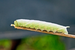 Death's-head Hawk-moth [Acherontia atropos]