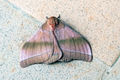 Pink Giant African Emperor Moth [Gonimbrasia hecate]