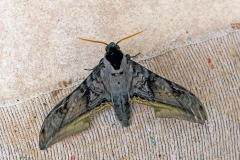 Widow Sphinx [Acanthosphinx guessfeldtii]