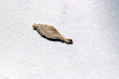 Household Case-bearing Moth [Phereoeca allutella]