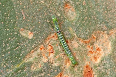 Sundowner Moth [Sphingomorpha chlorea]