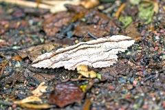 Owl Moth [Thysania zenobia]