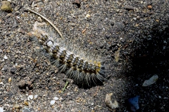 Poplar Grey [Acronicta megacephala]