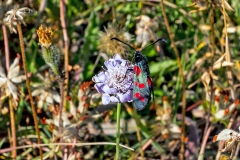 Six-spot Burnet [Zygaena filipendulae]