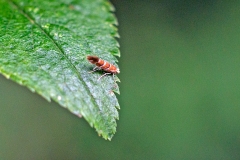 Horse-chestnut Leaf Miner [Cameraria ohridella]