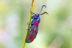 Six-spot Burnet [Zygaena filipendulae]