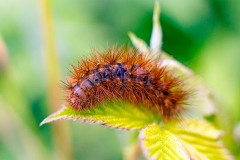 Muslin Moth [Diaphora mendica]
