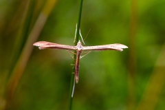 Brown Plume [Stenoptilia pterodactyla]