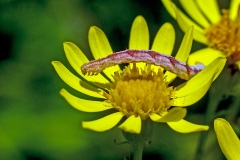 Double-striped Pug [Gymnoscelis rufifasciata]