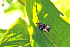 Plum Tortrix [Hedya pruniana]