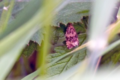 Common Marble [Celypha lacunana]
