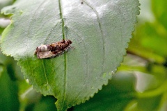 Marbled Orchard Tortrix [Hedya nubiferana]