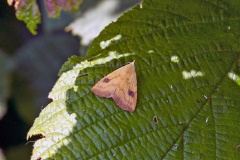 Straw Dot [Rivula sericealis]