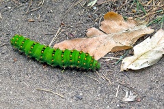 Small Emperor Moth [Saturnia pavonia]
