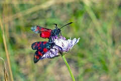 Six-spot Burnet [Zygaena filipendulae]