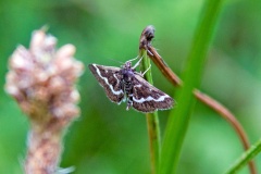 Wavy-barred Sable [Pyrausta nigrata]