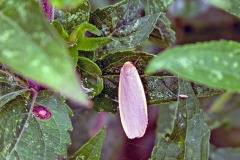 Dingy Footman [Collita griseola]