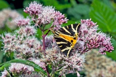 Jersey Tiger [Euplagia quadripunctaria quadripunctaria]