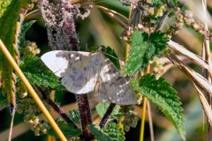 Mother of Pearl [Patania ruralis]