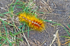 Sycamore [Acronicta aceris]