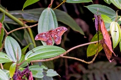 Rothschild's Giant Silkmoth [Rothschildia triloba]