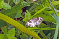 Common Carpet [Epirrhoe alternata]