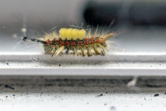 Vapourer [Orgyia antiqua]